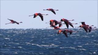 Flamenco austral Phoenicopterus chilensis quot¡¡¡ VOLARE quot [upl. by Debi]