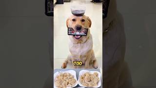 Poor Dog Drops Phone And Sauce shortsvideo [upl. by Towill250]