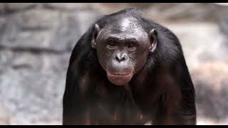 New Bonobos Lily and Mpingo  Cincinnati Zoo [upl. by Jr600]