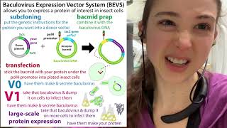 Baculovirus Expression Vector Systems  expressing proteins in insect cells  theory amp practice [upl. by Jona502]