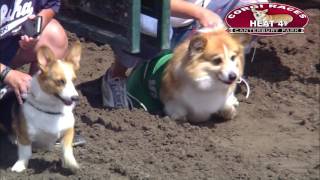 Canterbury Park Corgi Races 7302016 [upl. by Ordnas]