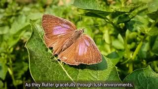 quotBreathtaking Amblypodia Butterflies Natures Living Art in Southeast Asiaquot [upl. by Ewen]