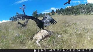 California condors fight eagle for a sheep carcass [upl. by Clementis]