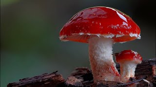 Fungal Morphology The Parts of a Mushroom [upl. by Rimola]