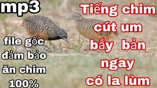 Tiếng chim cút umchim cút mồi fiie gốc có la lùm 100 [upl. by Salem760]