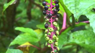 Plant portrait  Pokeweed Phytolacca americana [upl. by Yalahs703]