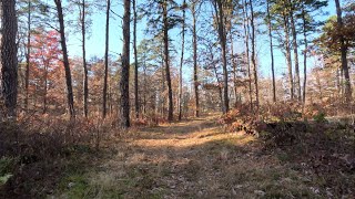 Cycling Albany Pine Bush  Madison Ave Pinelands Nov 10 2023 [upl. by Goines367]