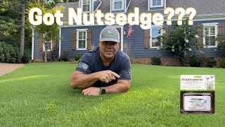 Got Nutsedge   SedgeHammer  Herbicide Weed Control [upl. by Andras161]