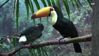 Toco Toucan Ramphastos toco HD [upl. by Previdi170]