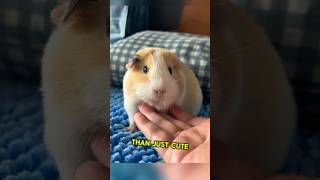 Guinea pigsPlayful expressive pets full of charm shortsviral shortsfeed shortsvideo shorts [upl. by Carilyn122]