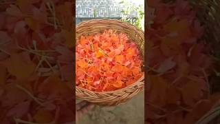 crossandra flowerకనకాంబరం పువ్వులు harvest from our garden❤️garden harvesting shorts ytshorts [upl. by Wystand]