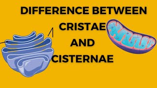 Difference between cristae and cisternae  Golgi body  Endoplasmic reticulum  Biology xi  cell [upl. by Ezri44]