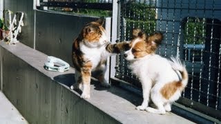 Cat slaps Dog multiple times April 2013 THE BEST [upl. by Africa]