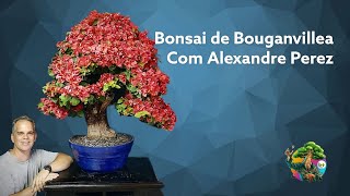 Bonsai de Bougainville  Aula completa com Alexandre Perez [upl. by Perce]