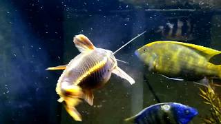 Venustus vs Large Rapahel catfish [upl. by Seiter]