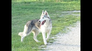 Hunde führen nicht ködern [upl. by Targett]