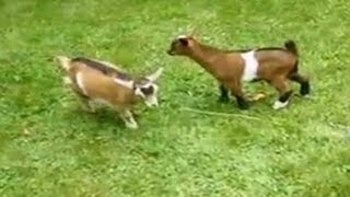 Cute Baby Goats  A Cutest And Funny Goats Baby Videos Compilation NEW HD [upl. by Assilram]