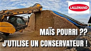 PROBLÈME DE CONSERVATION DU MAÏS  🌽 LALLEMAND [upl. by Enihsnus]