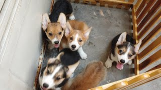 Chó Corgi con Quận Bình Thạnh Corgi con màu vàng trắng và tricolor [upl. by Nesahc]