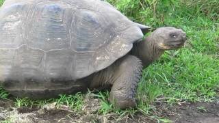 Giant tortoise walking [upl. by Vardon487]