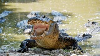 Alligator eats Python 04 Time Lapse Speed 1 [upl. by Ogram]