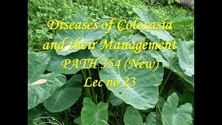 Diseases of Colocasia and their Management PATH 354 New Lec no 23 [upl. by Alwyn]