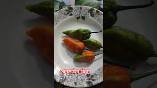 মরিচ MorichChilli foryou food shortvideo youtubeshorts [upl. by Lipp]