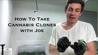 How To Cut Cannabis Clones with Joe from the The Greener Side Channel of Oklahoma [upl. by Bruns]