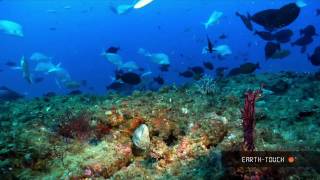 Natures wonders Coral reefs in HD [upl. by Yelyk59]