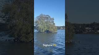 มองนานๆ Sigtuna kommun 🫶🫶🦢🦢 [upl. by Adnahs]