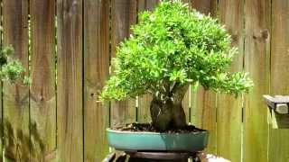 Pyracantha bonsai [upl. by Georgeanne]