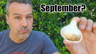 Where Should You Plant Garlic in September [upl. by Kantor540]