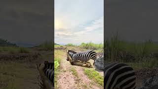 Zebra shows off his bravery in a closeup battle with wild animals [upl. by Laise]