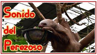 Sonido del oso perezoso sloth sound [upl. by Cuthburt]