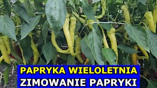 Wieloletnia Papryka  Zimowanie Papryki Szybsze Zbiory za Rok Kiedy i Gdzie Zimować Paprykę Uprawa [upl. by Peddada]