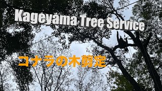 Pruning of Serrata Tree 剪定 コナラの木 kageyama Tree Service [upl. by Sivert]