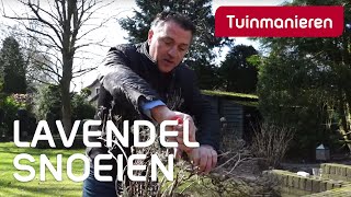 Lavendel snoeien hoe doe je dat  Tuinmanieren [upl. by Perrin]