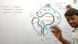 Structure of Trochophore Larva  BSc1st Year Zoology PaperII  byPrahalad Sir [upl. by Salakcin]