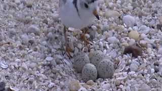 Working with partners to conserve piping plovers on the shores of Massachusetts [upl. by Hollinger]