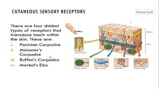 SOMATOSENSORY PHYSIOLOGY [upl. by Arramas]