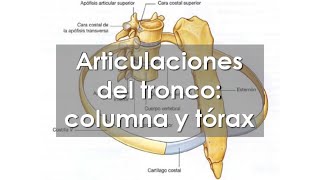 Anatomía del APARATO LOCOMOTOR ⚙️ Articulaciones de la COLUMNA VERTEBRAL y el TÓRAX [upl. by Sigmund]