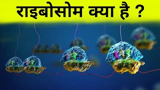 राइबोसोम क्या है   what is ribosome [upl. by Oakes]