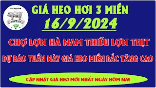 Giá heo hơi hôm nay 1692024  CHỢ LỢN ĐẦU MỐI HÀ NAM THIẾU LỢN THỊT DỰ BÁO TUẦN NÀY GIÁ TĂNG CAO [upl. by Biancha]