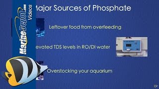 How to Control Phosphate in a Reef Tank [upl. by Lyndon]