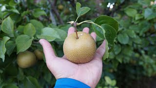 Hosui Asian Pear  Taste Test  So Juicy and Sweet [upl. by Narik]