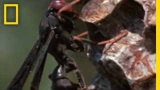 Paper Wasp vs Army Ant Horde  National Geographic [upl. by Marnia446]