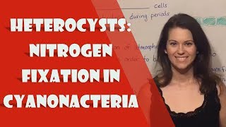 Heterocysts Nitrogen Fixation in Cyanonacteria [upl. by Eng]