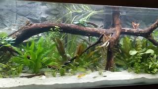 Mein Aquarium mit Rückwand [upl. by Sager]