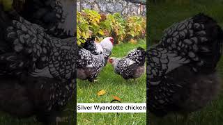 wyandotte chickenwyandotte chickenssilver laced wyandotte chickenswyandotte chicken breedwyandot [upl. by Hong750]