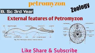 External Features of Petromyzon  Zoology  3rd Year [upl. by Adnihc31]